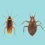 What'S the Difference between a Cockroach And Waterbug