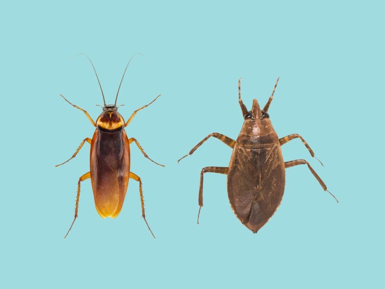 What'S the Difference between a Cockroach And Waterbug